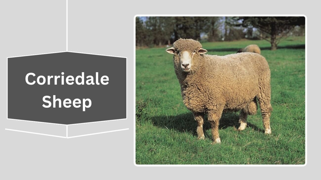 Corriedale Sheep