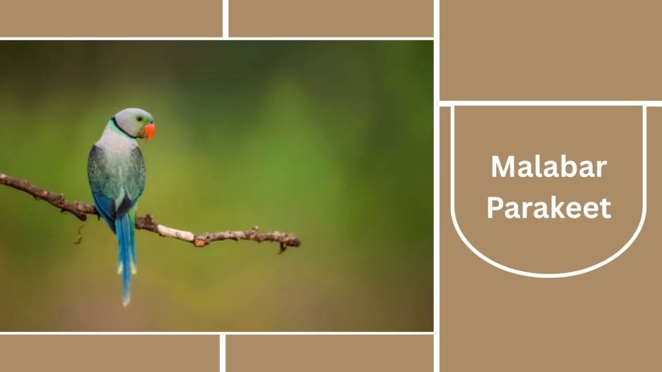 Malabar Parakeet