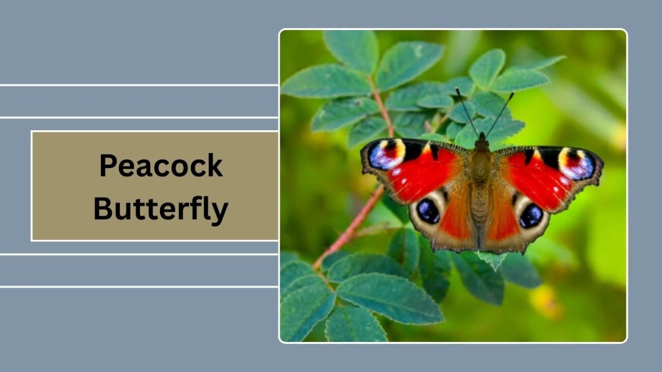 Peacock Butterfly