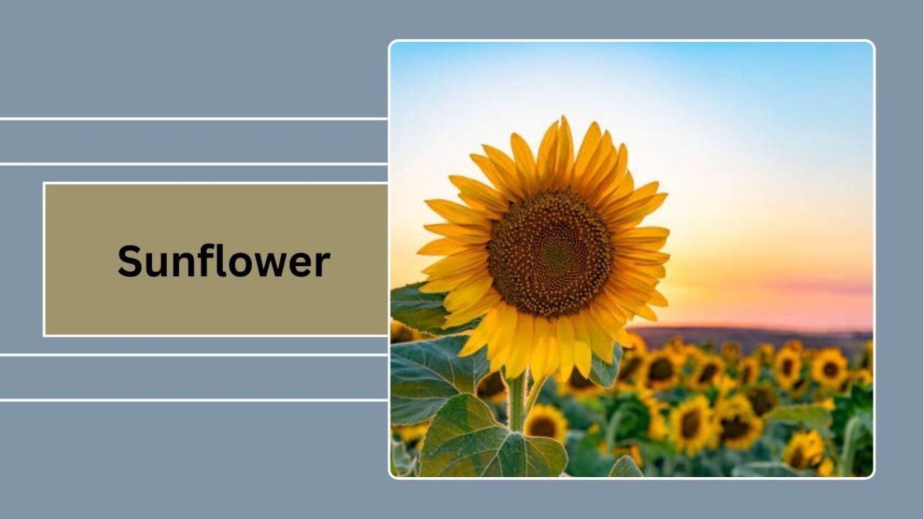 Sunflower