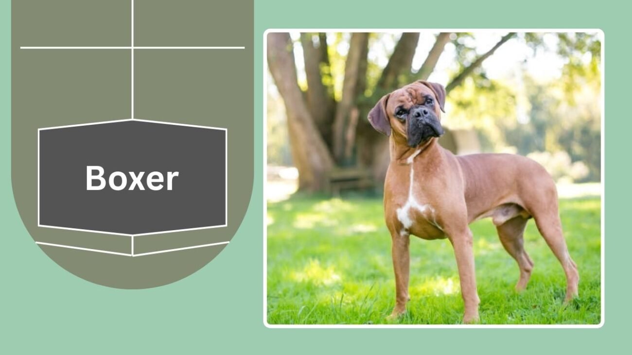 Boxer