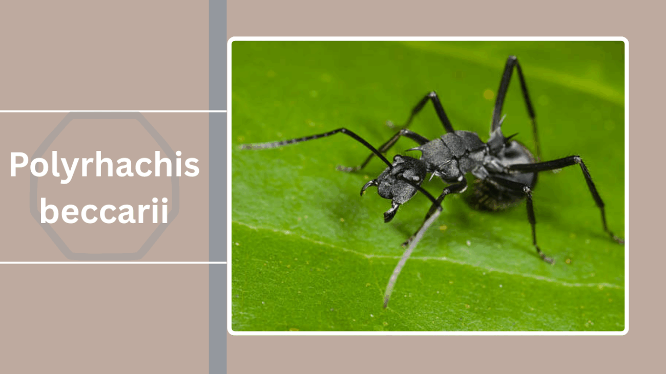 Polyrhachis beccarii