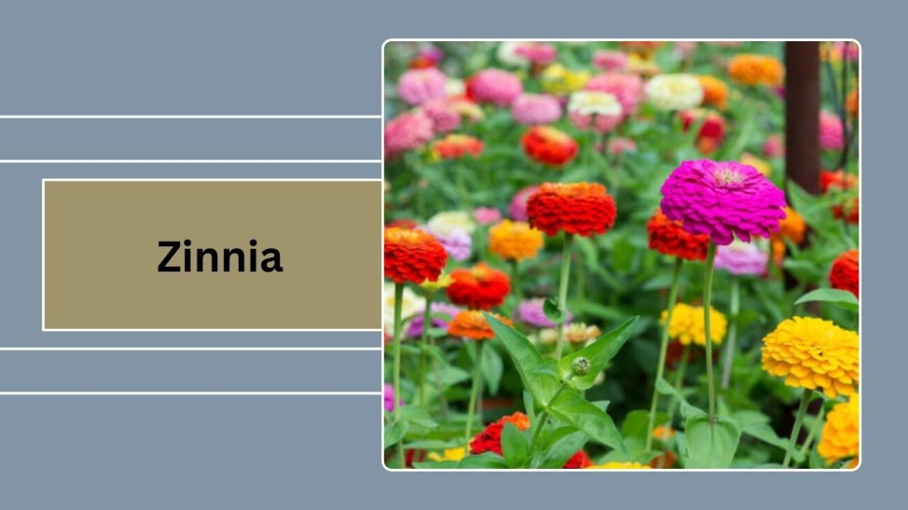 Zinnia