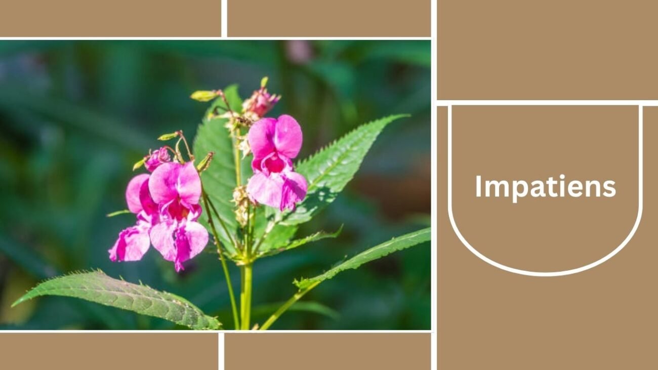 Impatiens
