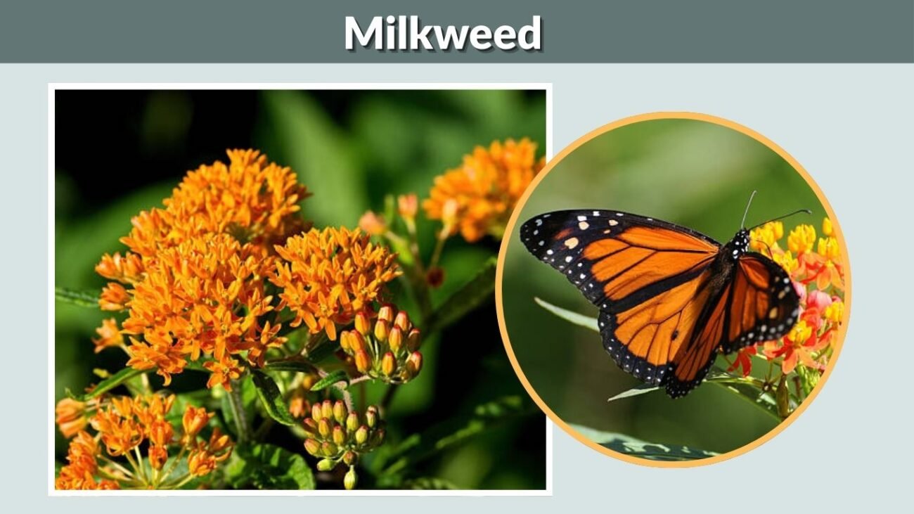 Milkweed