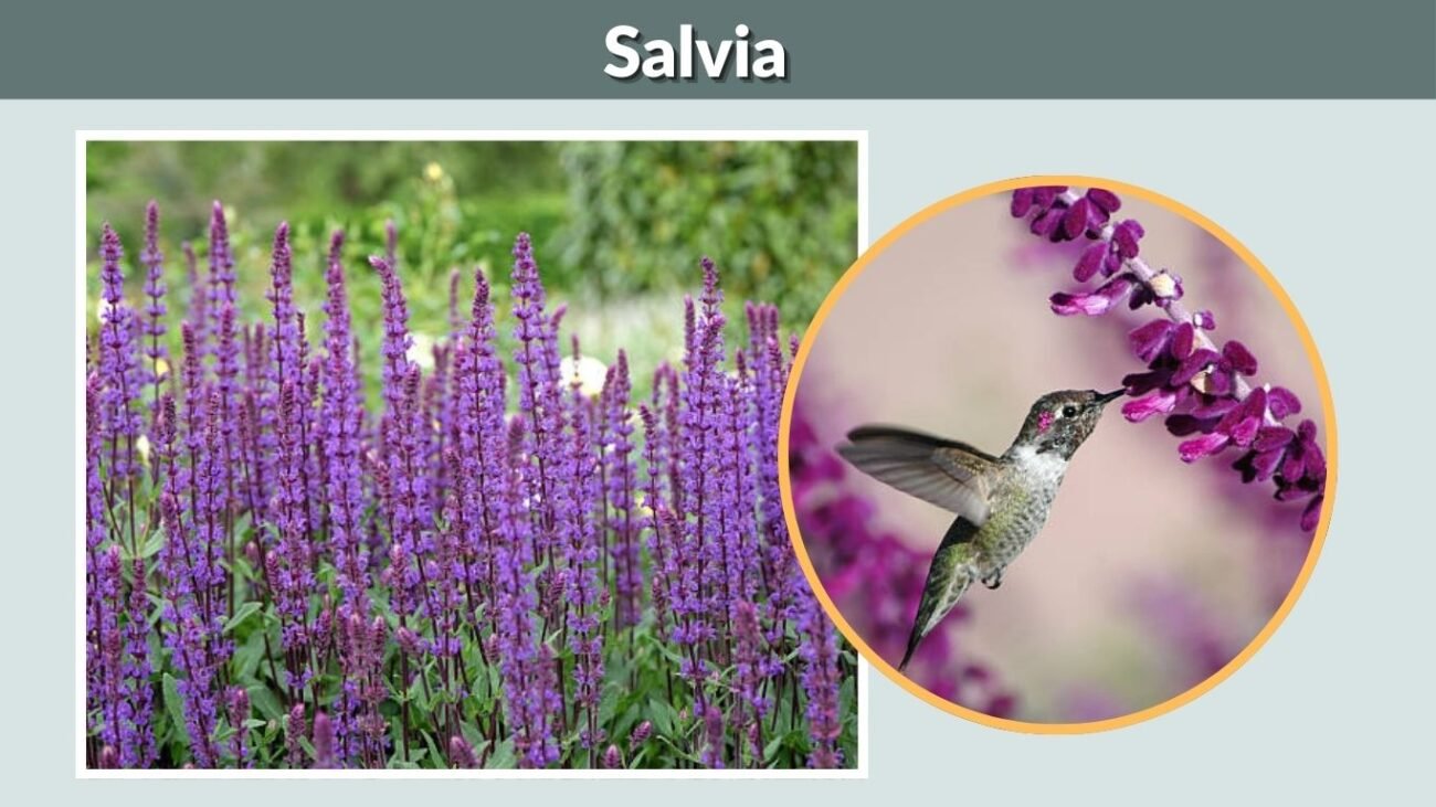 Salvia