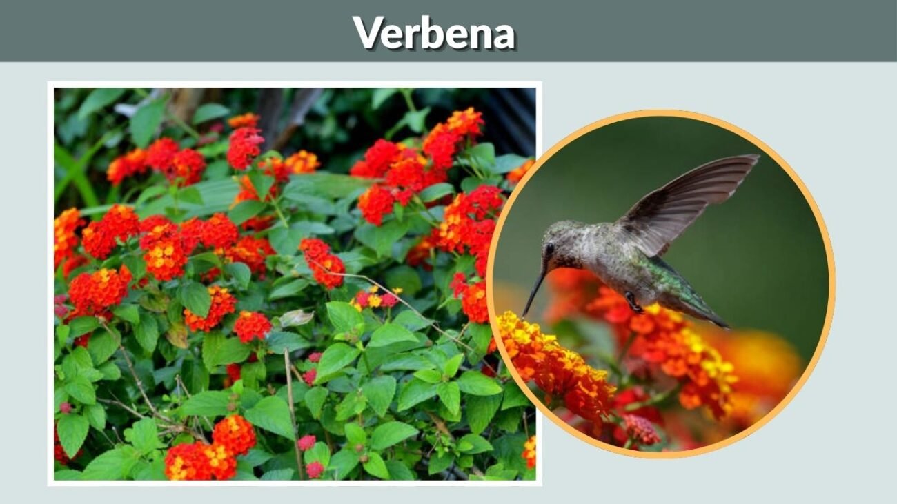 Verbena