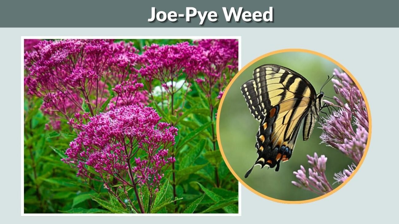 Joe-Pye Weed (Eutrochium)