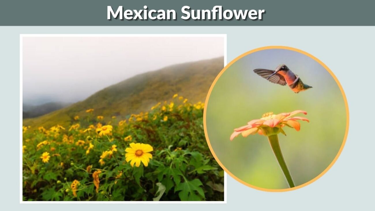 Mexican Sunflower (Tithonia)