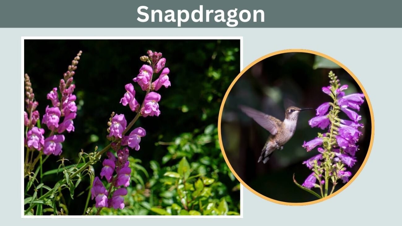 Snapdragon