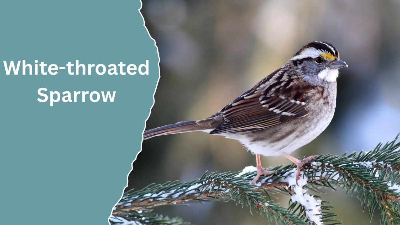 White-throated Sparrow