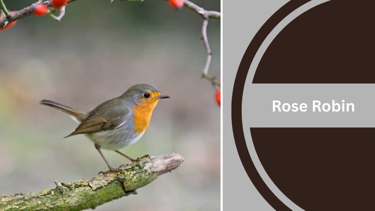 Rose Robin
