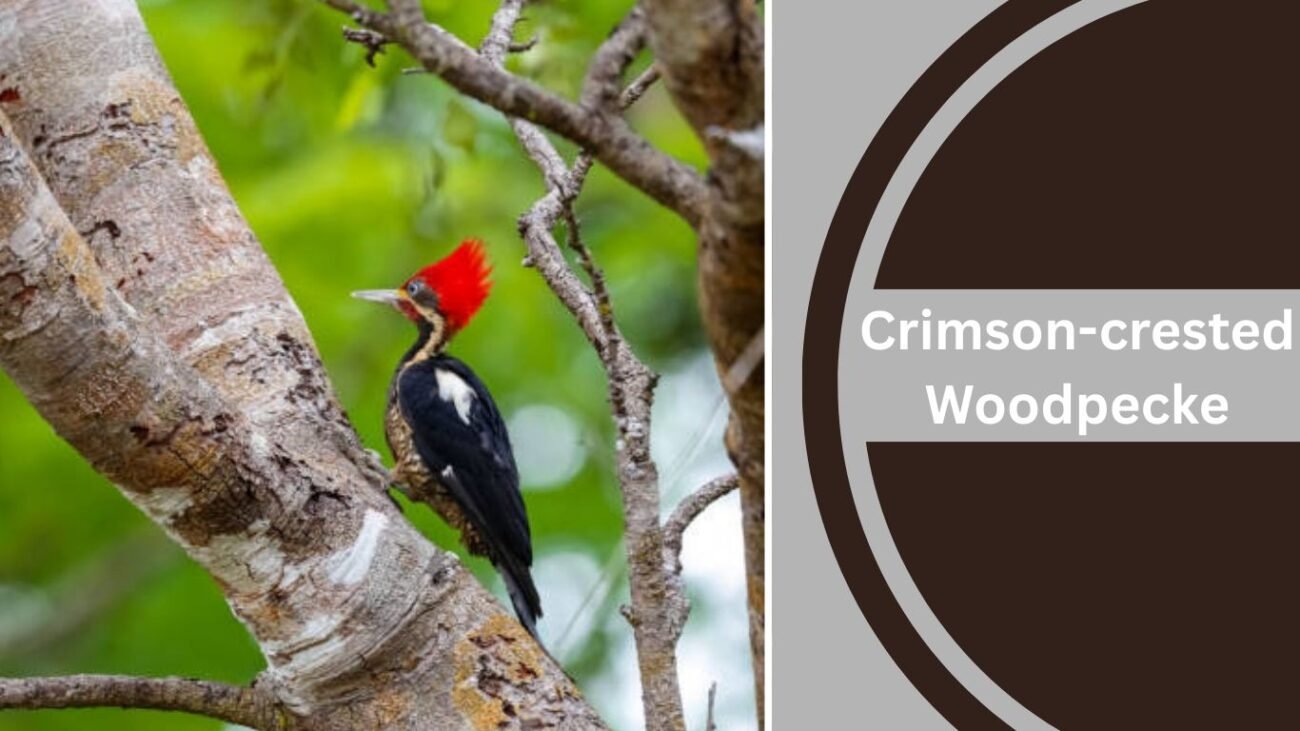 Crimson-crested Woodpecker