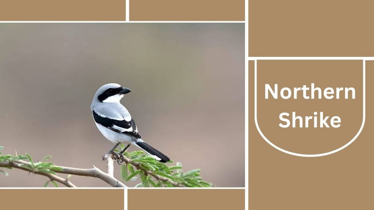 Northern Shrike