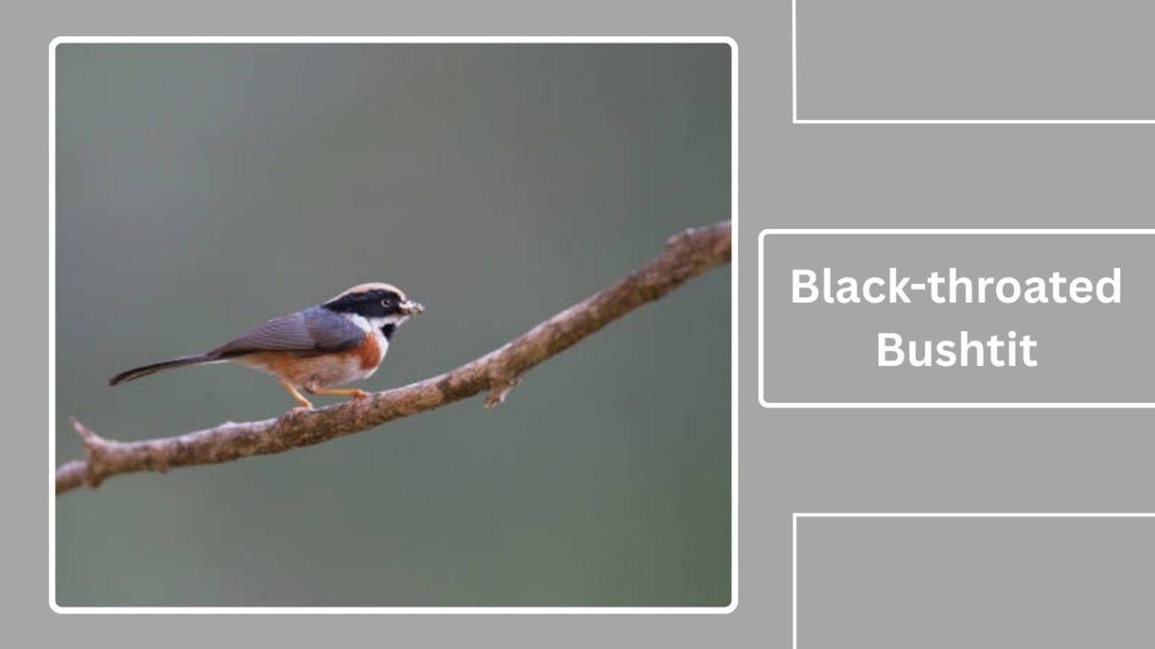 Black-throated Bushtit