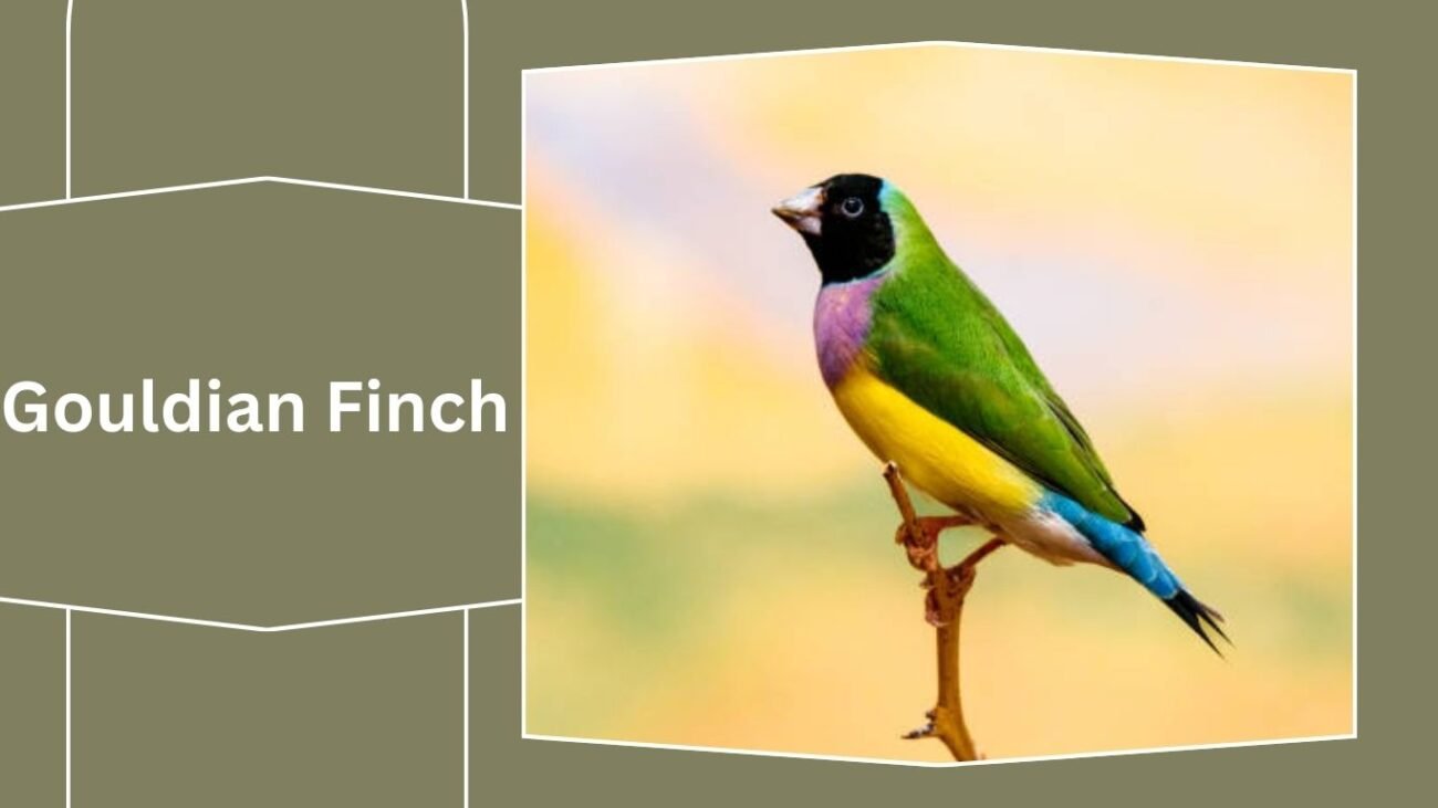 Gouldian Finch