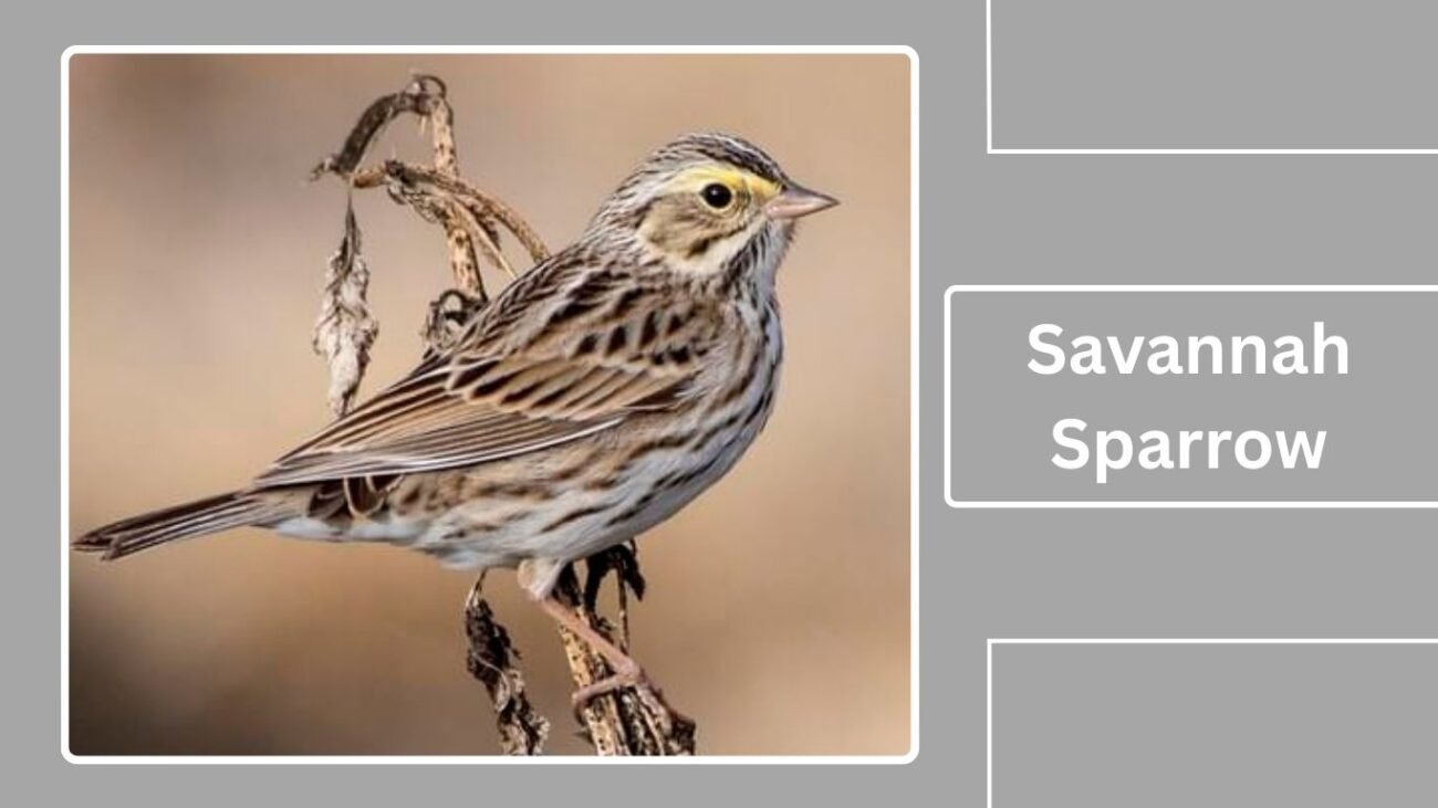 Savannah Sparrow