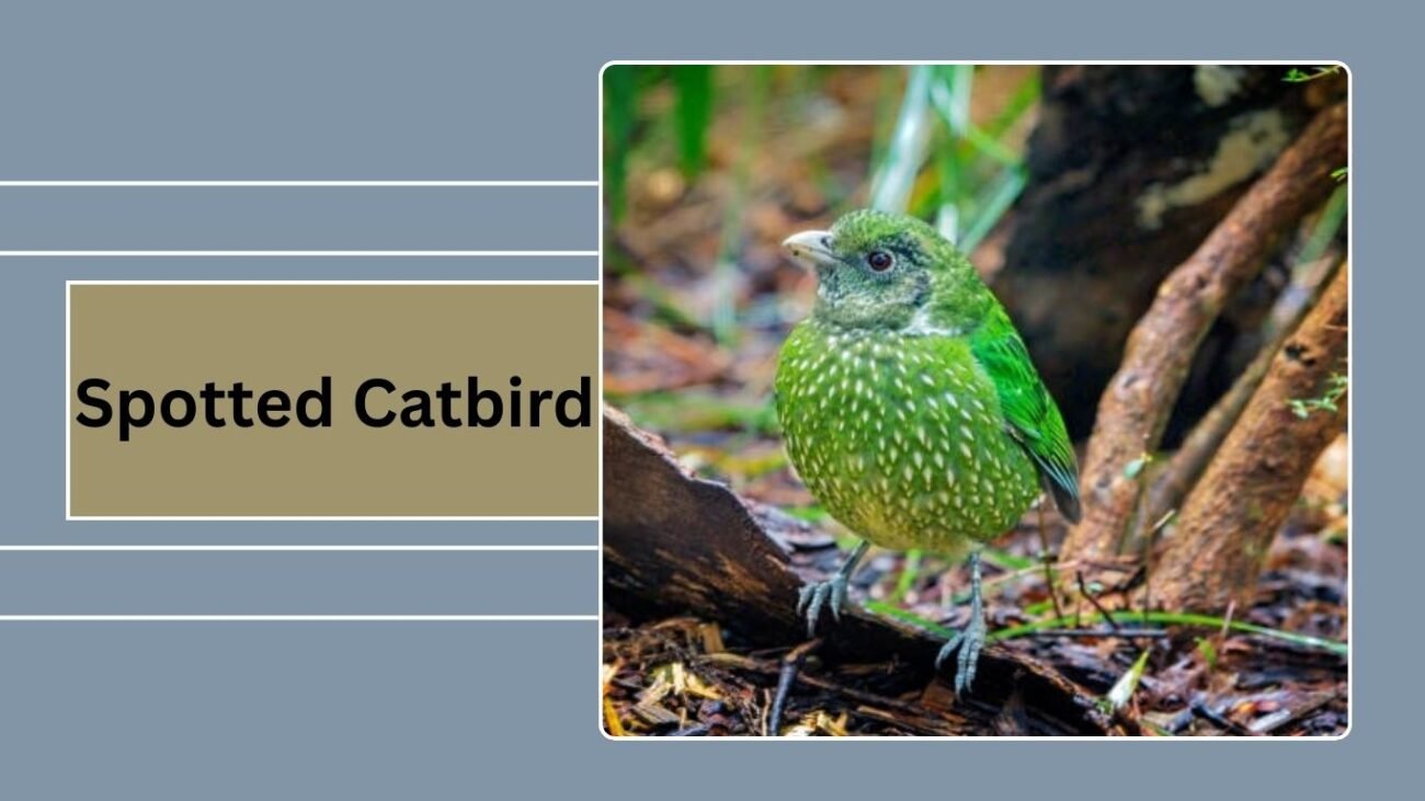 Spotted Catbird