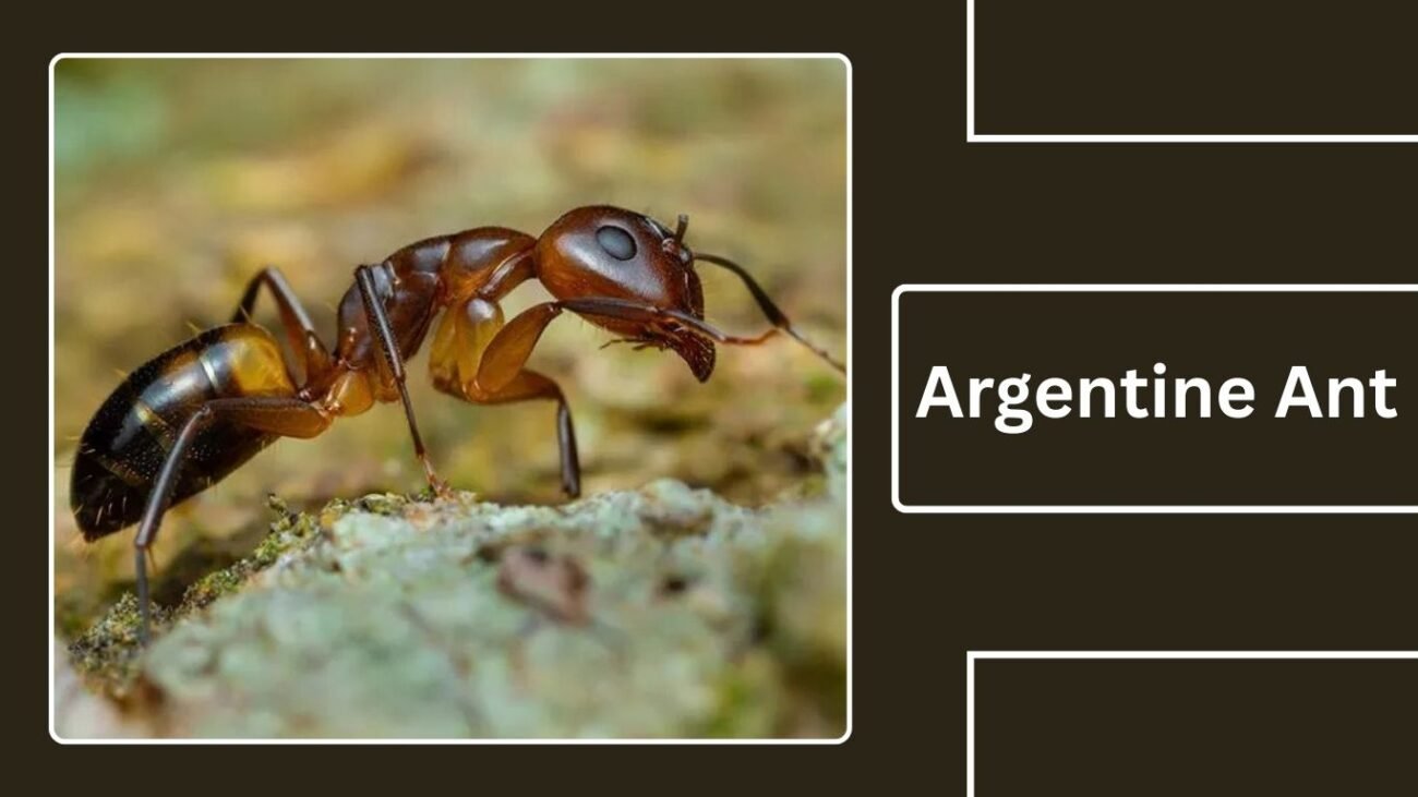 Argentine Ant