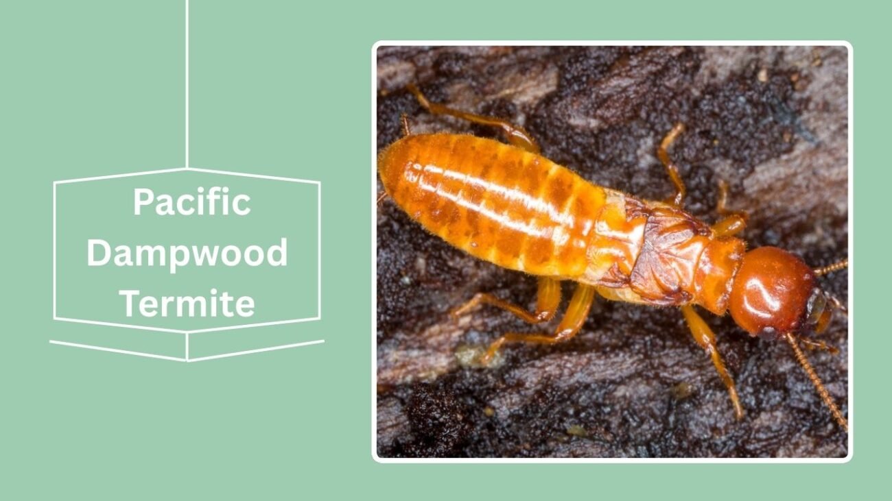 Pacific Dampwood Termite