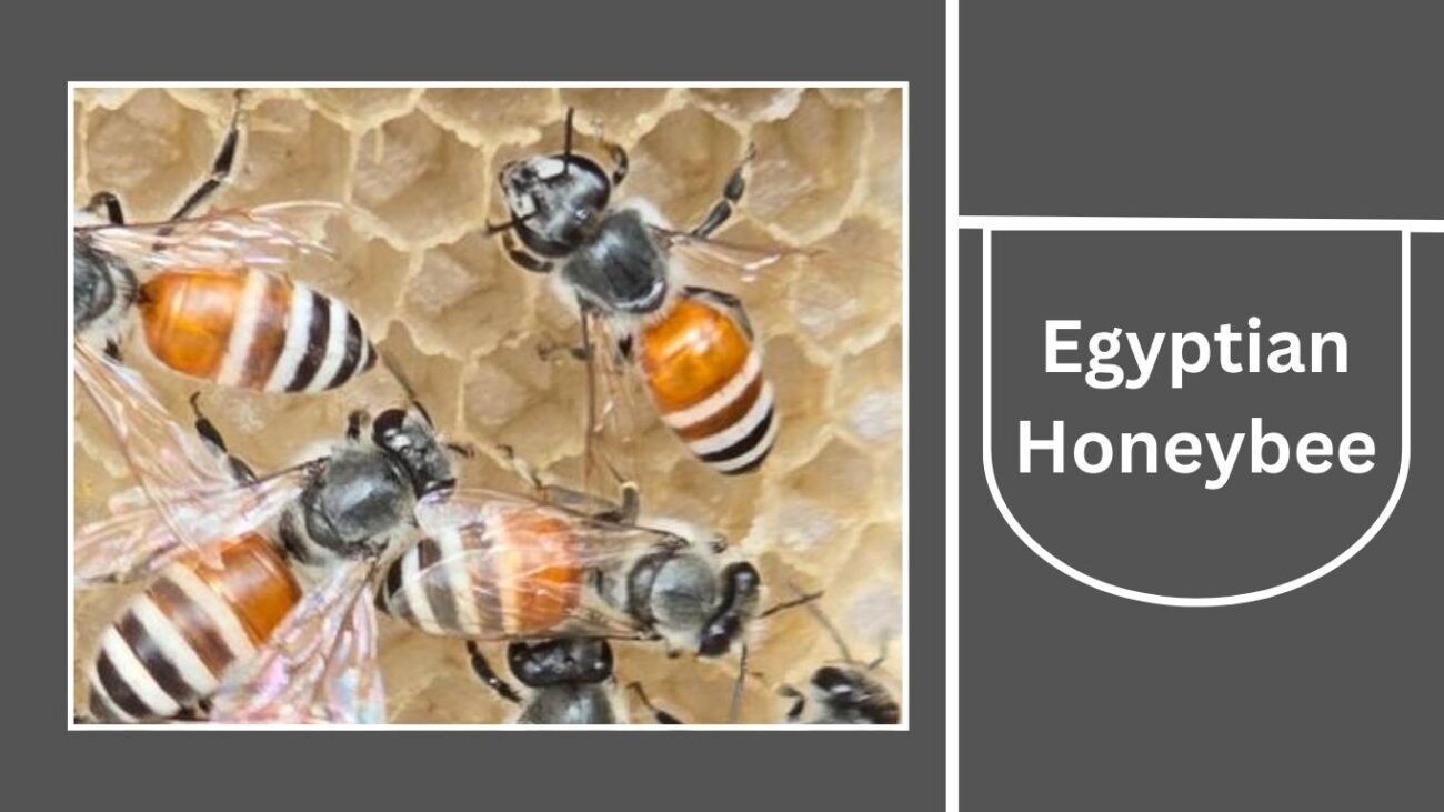 Egyptian Honeybee (Apis mellifera lamarckii)