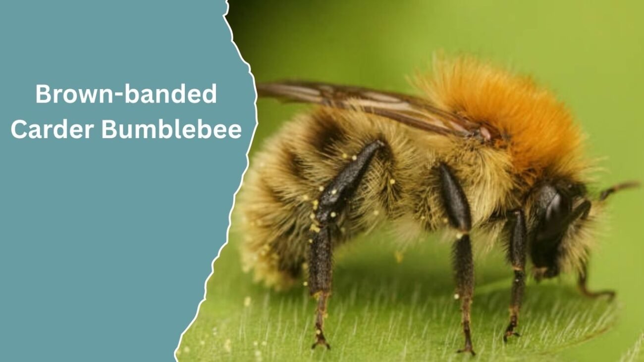 Brown-banded Carder Bumblebee (Bombus humilis)