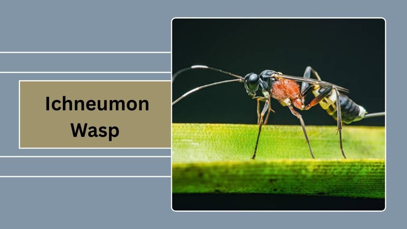 Ichneumon Wasp