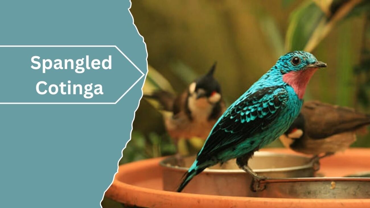  Spangled Cotinga