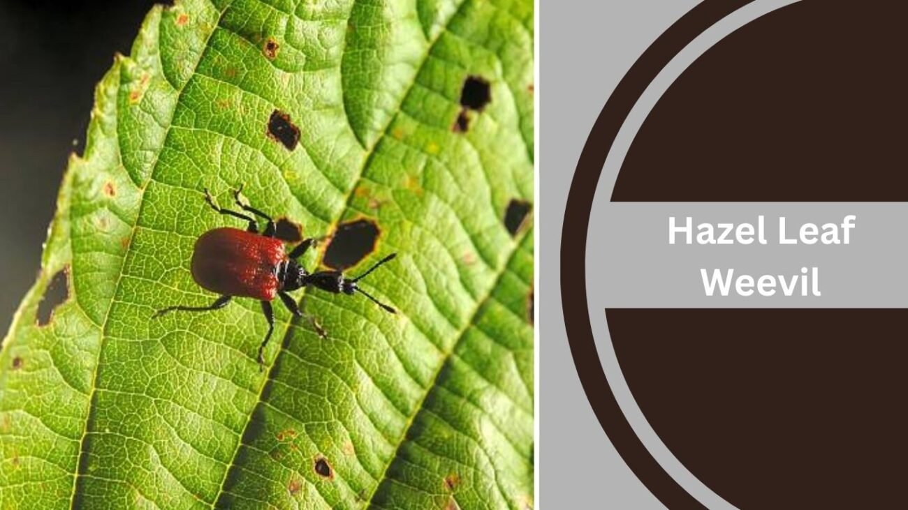 Hazel Leaf Weevil