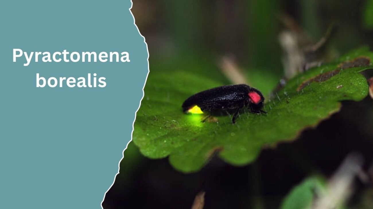 Pyractomena borealis