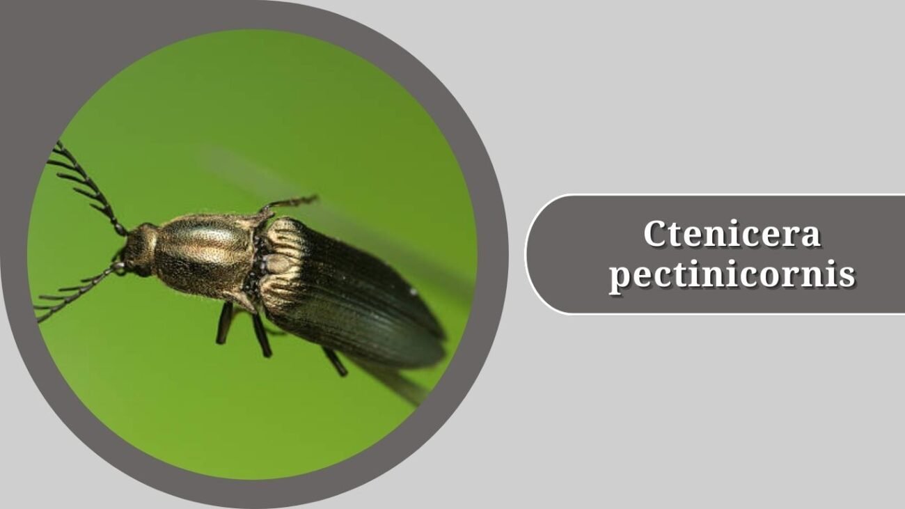Ctenicera pectinicornis