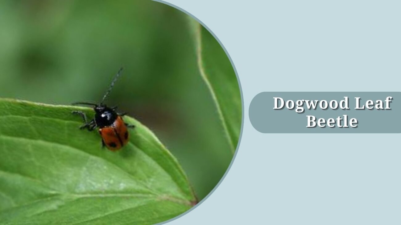 Dogwood Leaf Beetle