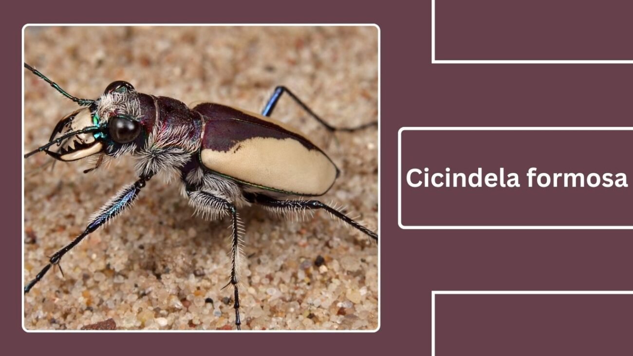 Cicindela formosa