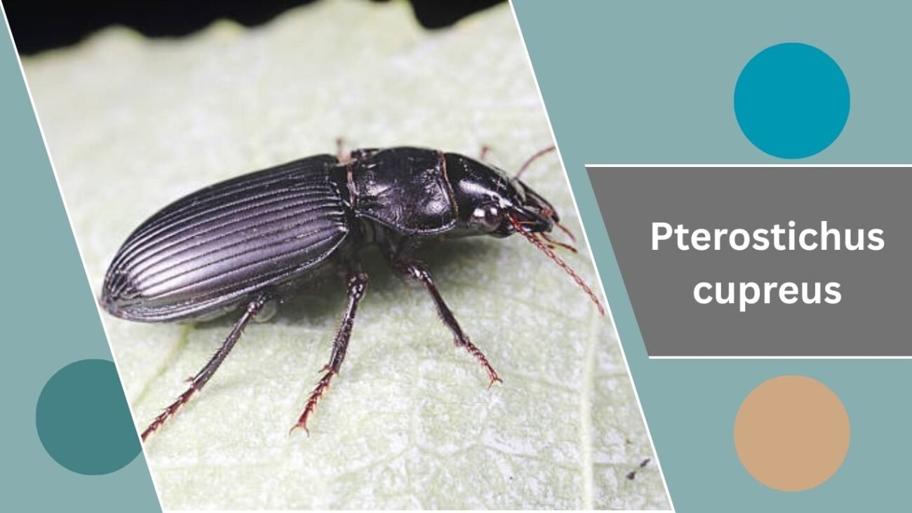 Pterostichus cupreus