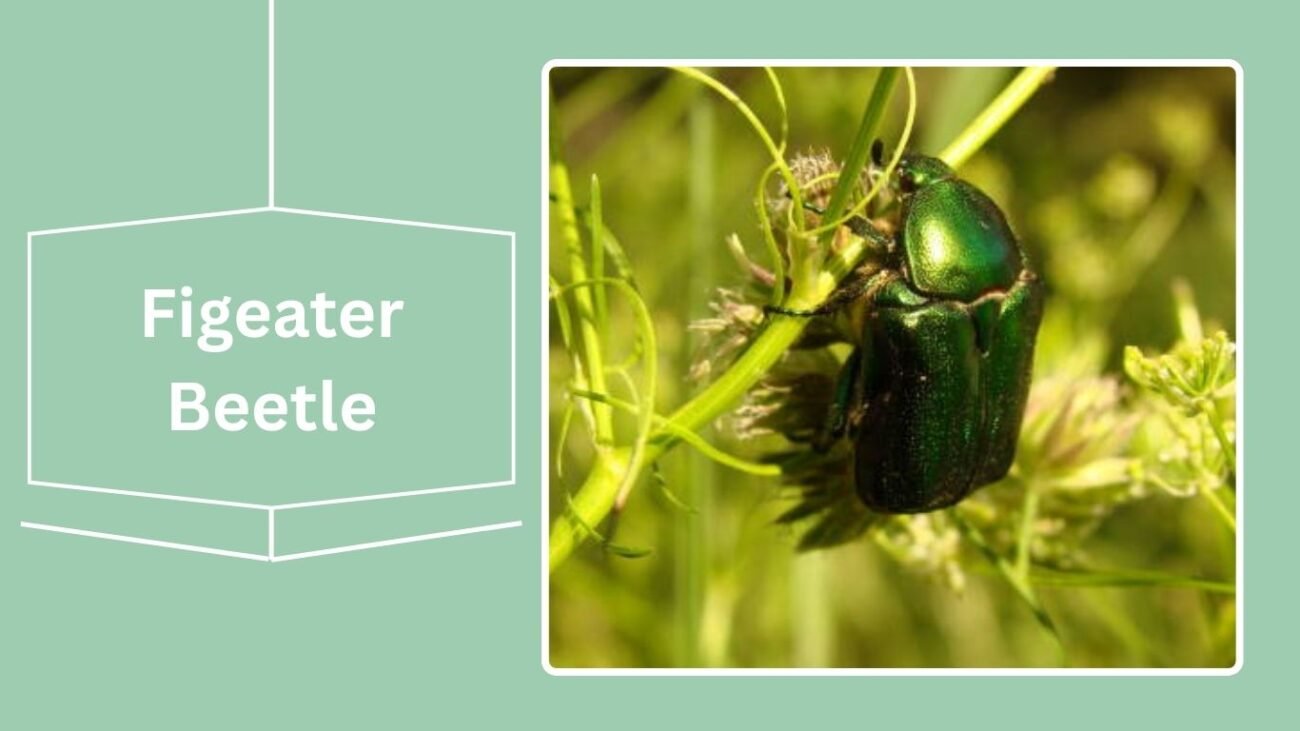 Figeater Beetle