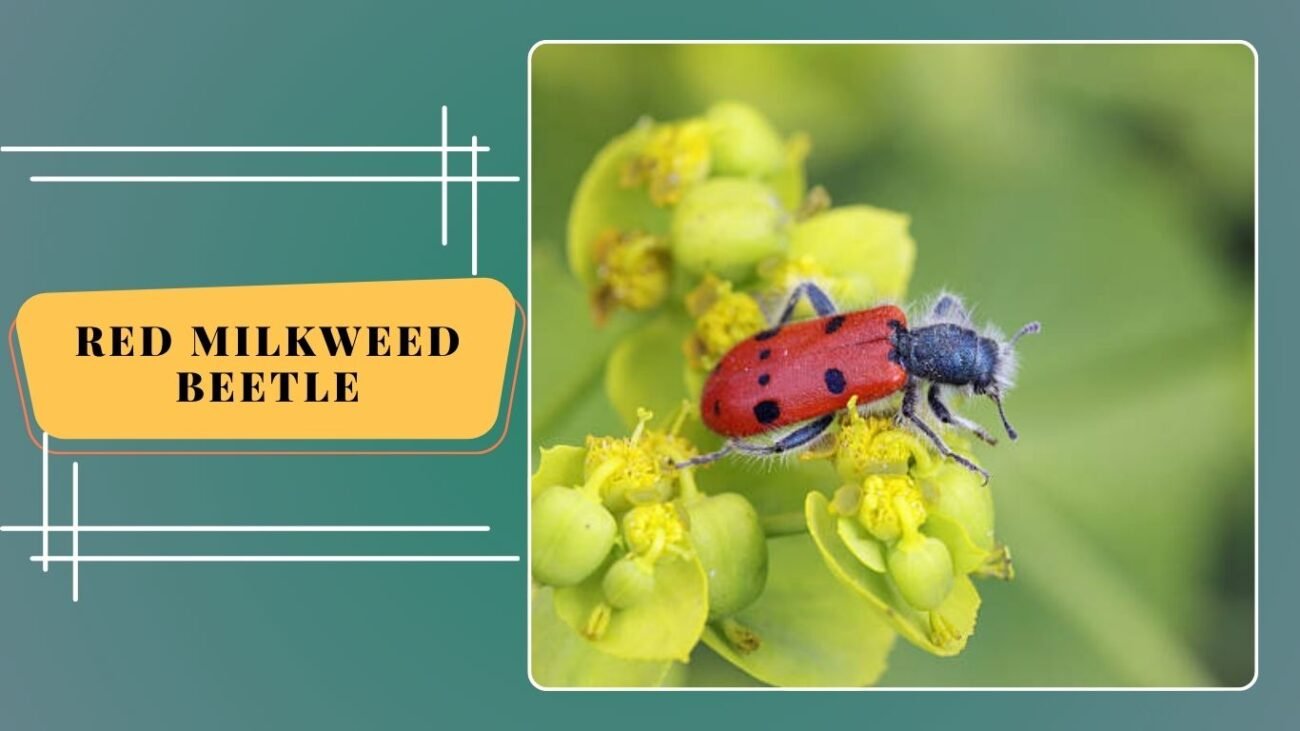 Red Milkweed Beetle (Tetraopes tetrophthalmus)