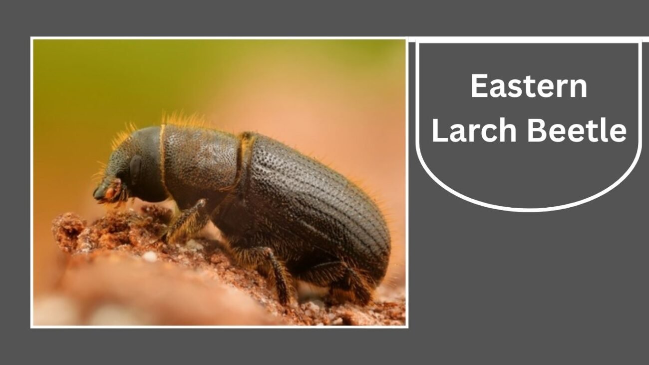 Eastern Larch Beetle