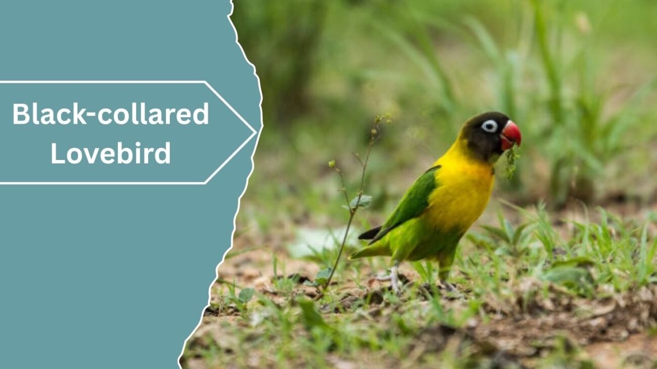 Black-collared Lovebird