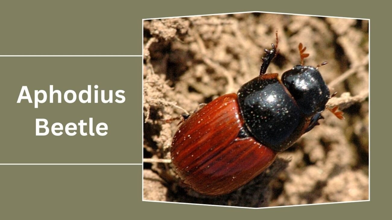 Aphodius Beetle