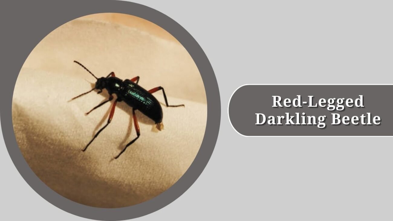 Red-Legged Darkling Beetle