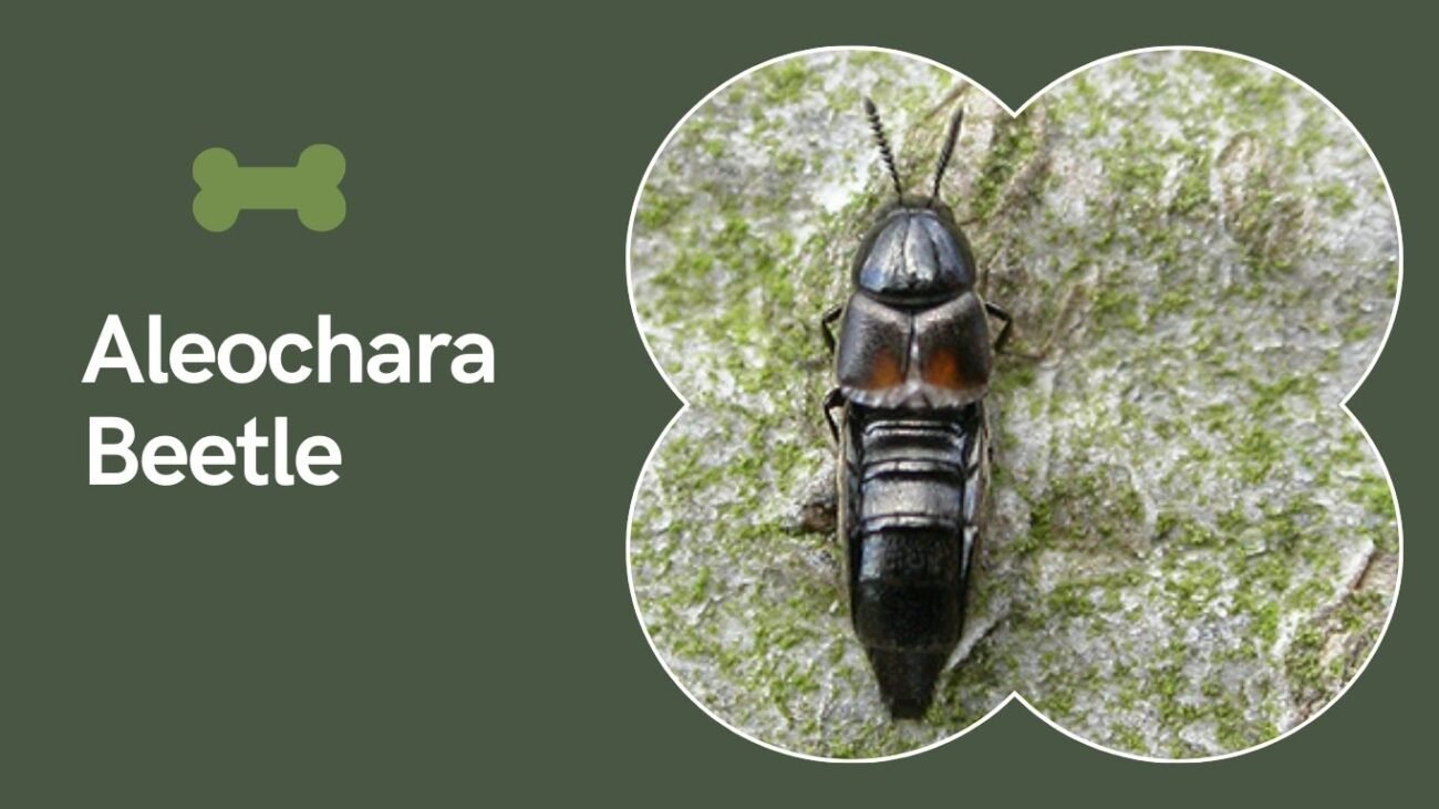 Aleochara Beetle (Aleochara bilineata)