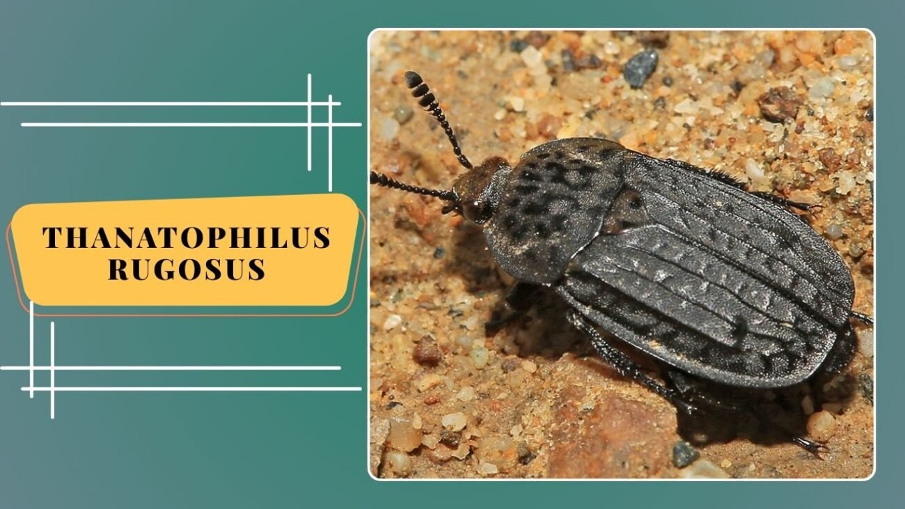 Thanatophilus rugosus