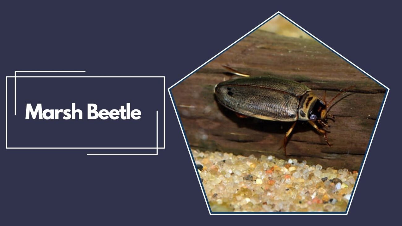 Marsh Beetle (Scirtes hemisphaericus)