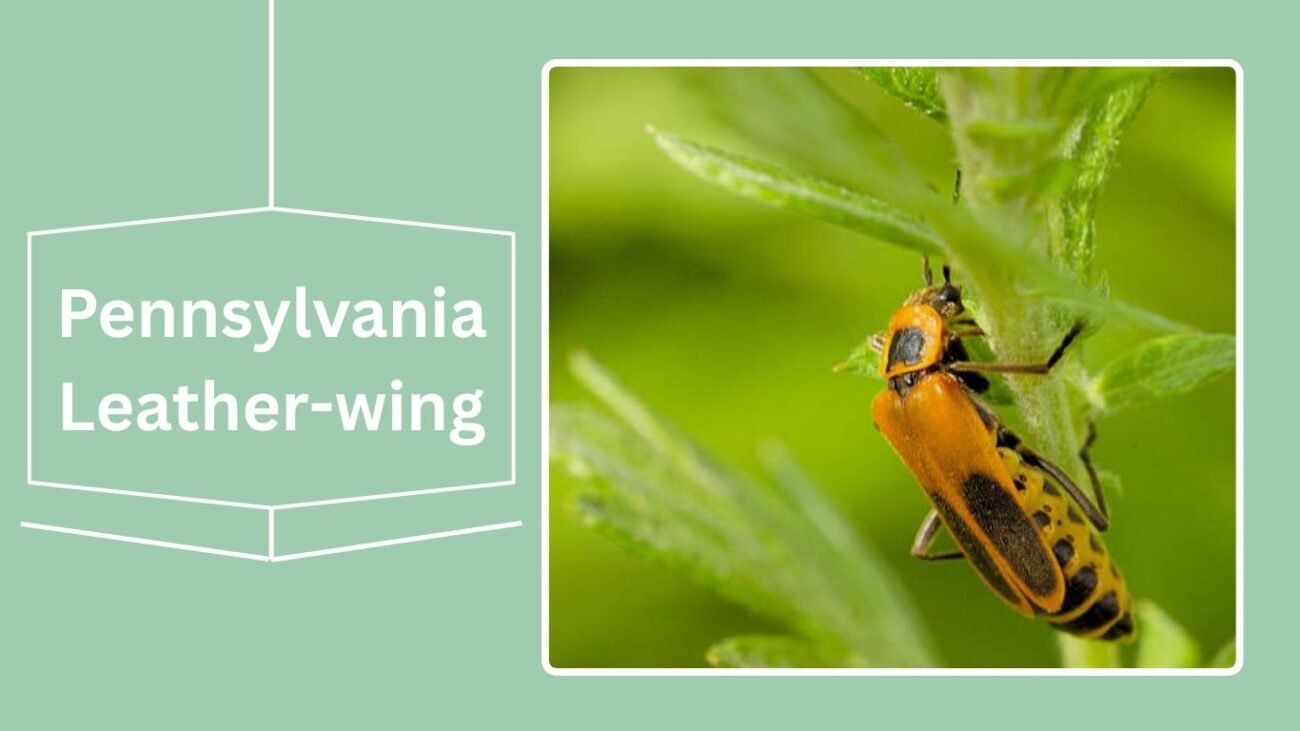 Pennsylvania Leather-wing (Chauliognathus pensylvanicus)