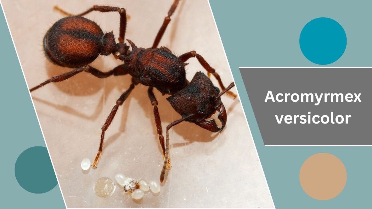 Acromyrmex versicolor