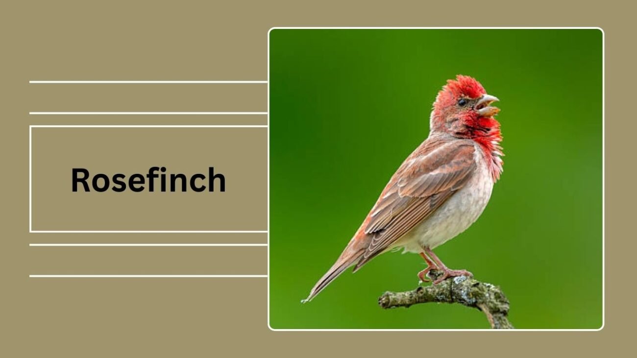  Rosefinch