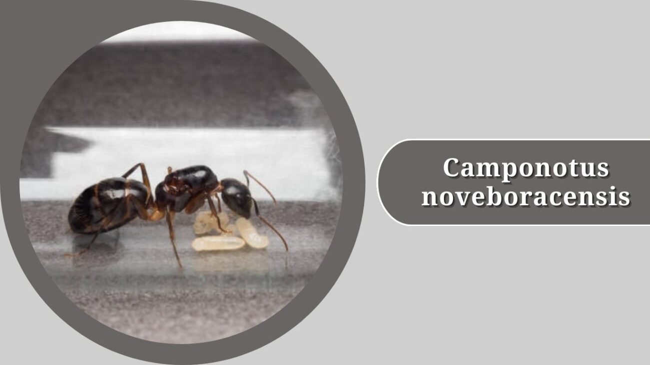 Camponotus noveboracensis