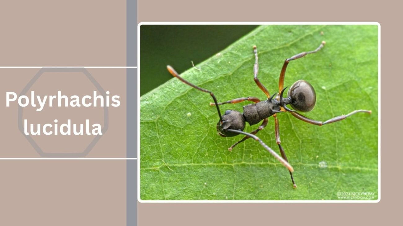 Polyrhachis lucidula