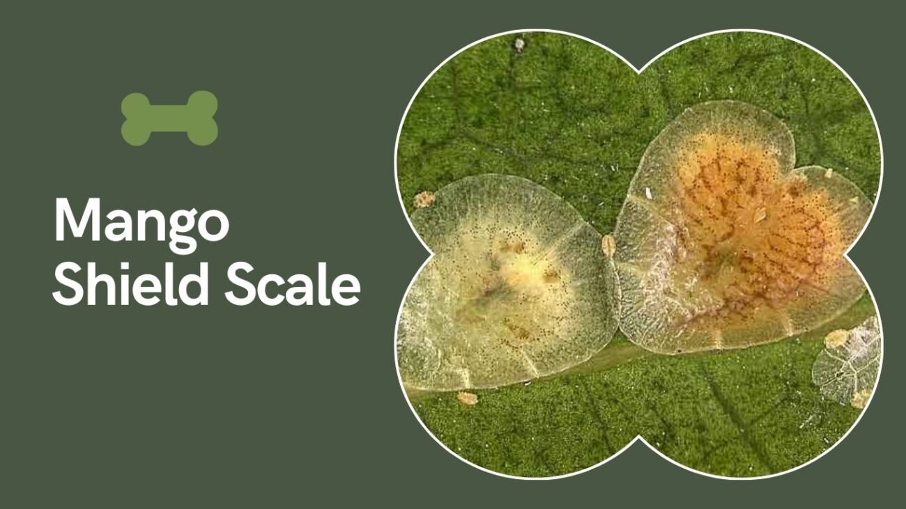 Mango Shield Scale (Milviscutulus mangiferae)