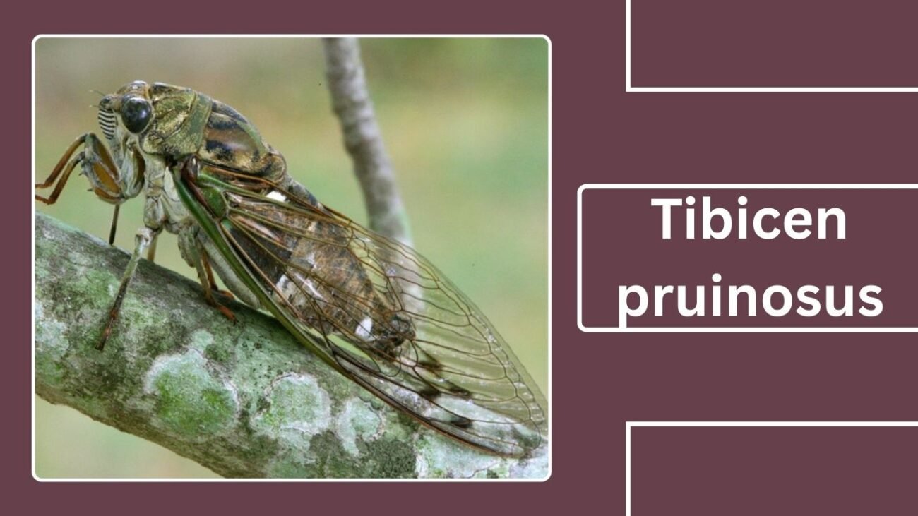 Tibicen pruinosus (Neotibicen pruinosus)